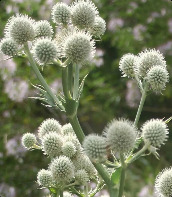  Rattlesnake Master, Button snake-root, Eryngium yuccifolium, Синеголовник юкколистный, Ogaputk jukalehine